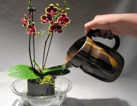 Vaso per orchidee