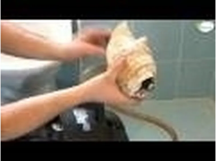 Come sturare il wc tutorial