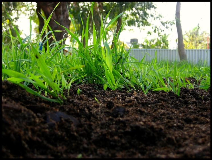 terreno concimato con il compost