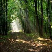 Adesivi ecologici per parquet