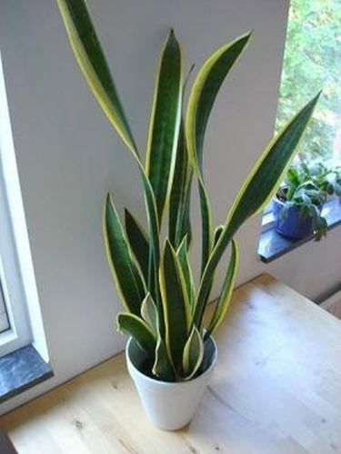 Sanseveria