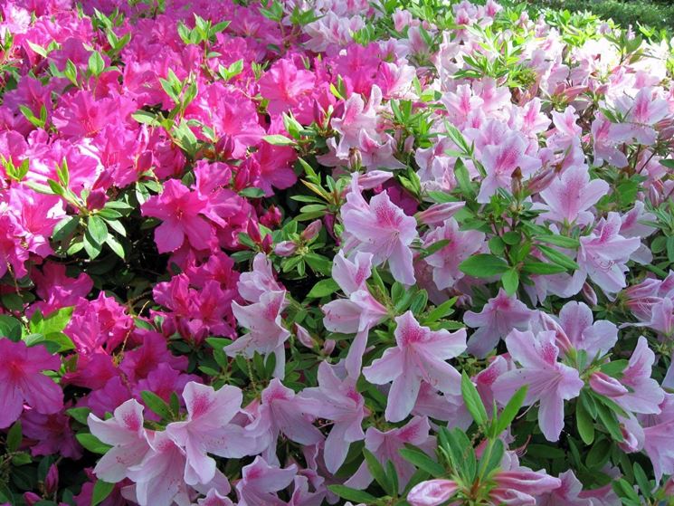 azalea