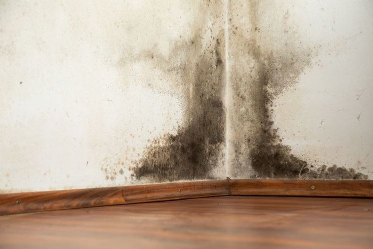 Umidità e muffa in casa come sconfiggerle consigli pratici come ... Muffa e umidita cosa fare
