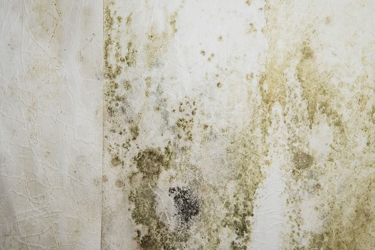 Umidità e muffa in casa come sconfiggerle consigli pratici come ... Muffa di risalita