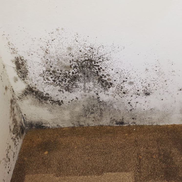 Umidità e muffa in casa come sconfiggerle consigli pratici come ... Muffa e umidita cosa fare