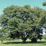 legno di castagno