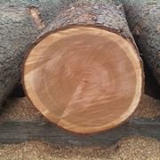 legno ciliegio