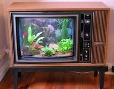 tv acquario