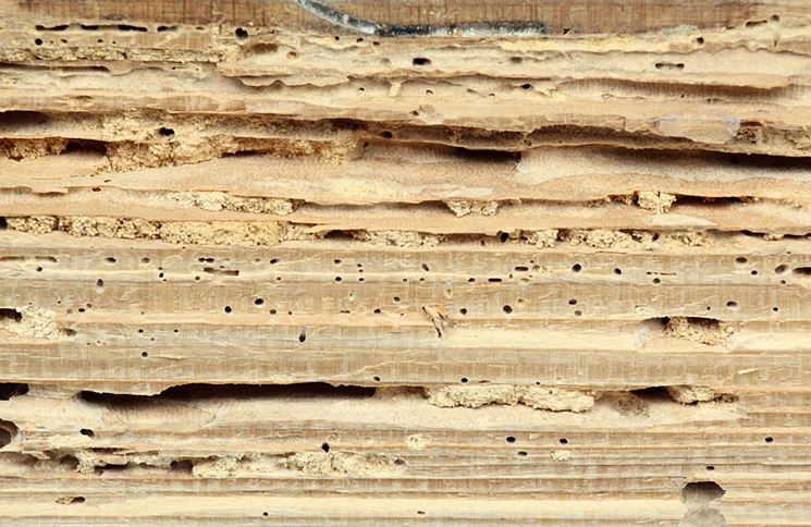 legno tarlato
