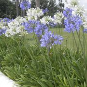 agapanthus