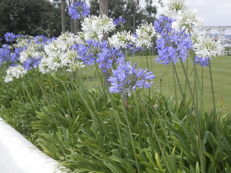 agapanthus