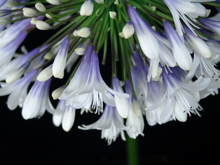 Coltivazione agapanthus