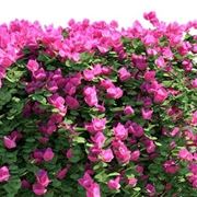 bouganvillea