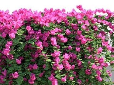 bouganvillea