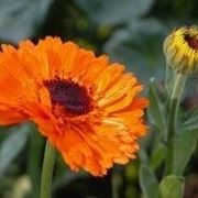 calendula