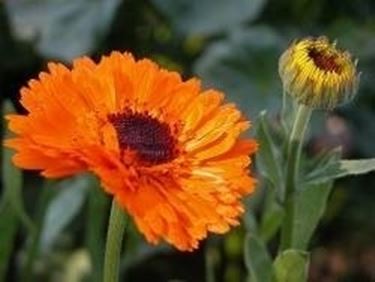 calendula