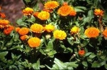 calendula