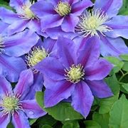 Clematis