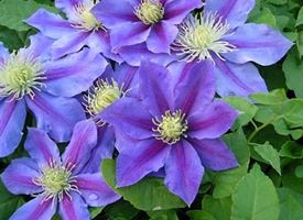 Clematis