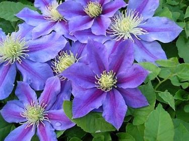 Clematis