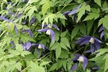 clematis rampicante