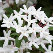 fiori di gelsomino 