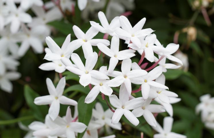 fiori di gelsomino 