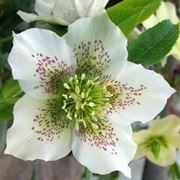 Helleborus