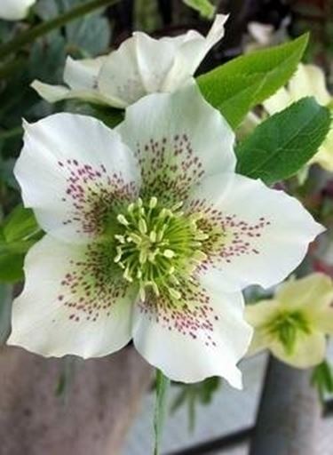 Helleborus