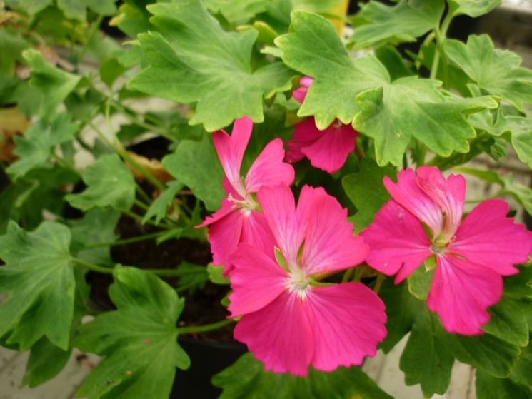 pelargonium stellar