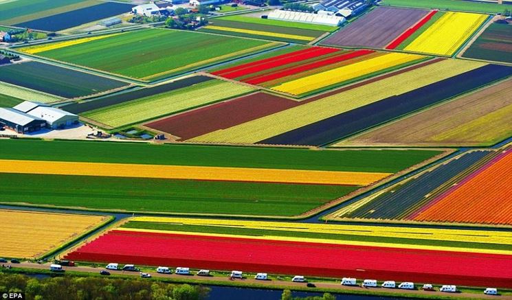 tulipani in olanda