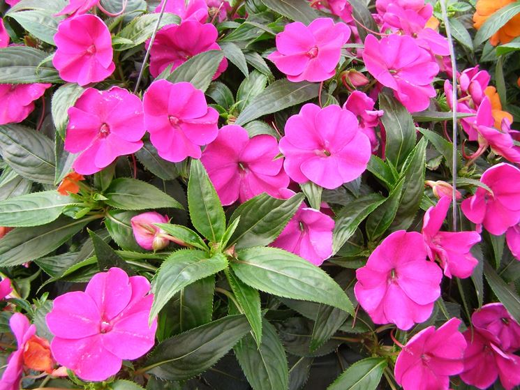 Impatiens Nuova Guinea