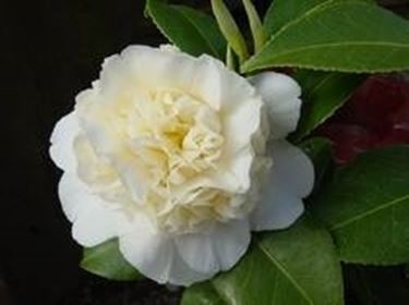 camelia