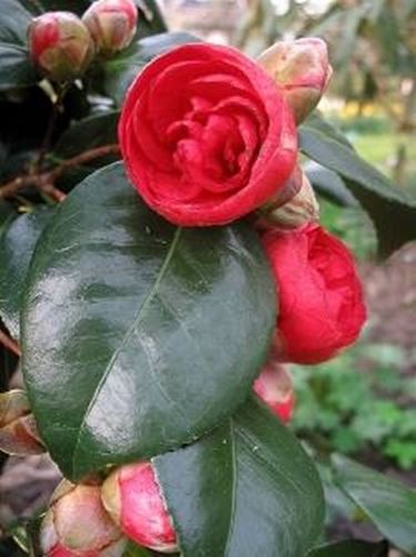 camelia