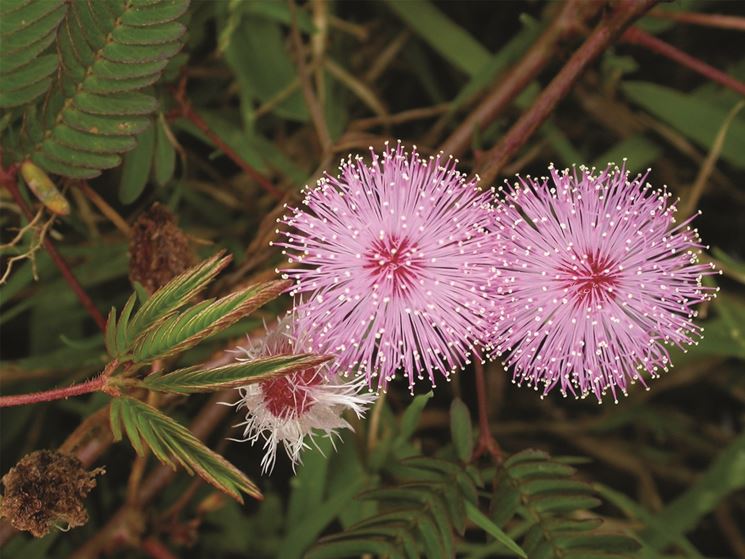 mimosa pudica