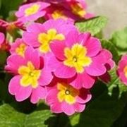 la primula