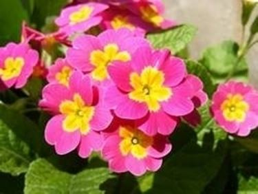 la primula