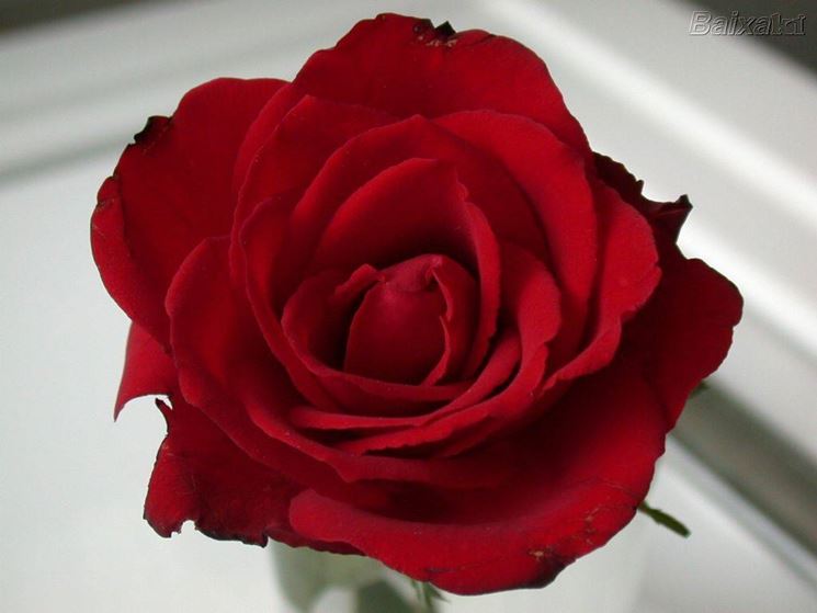 La rosa rossa  solo la pi conosciuta, ma c' molto da sapere sul mondo delle rose