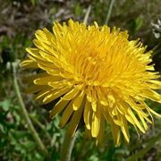 fiori simili alle margherite