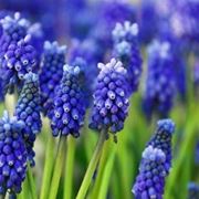 muscari