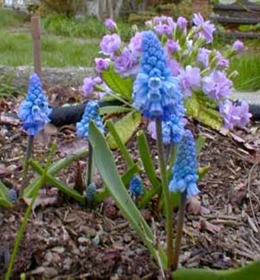 muscari