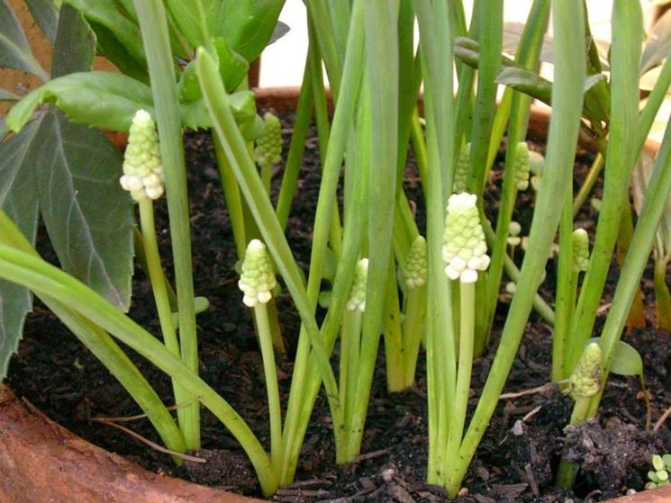 Cure muscari