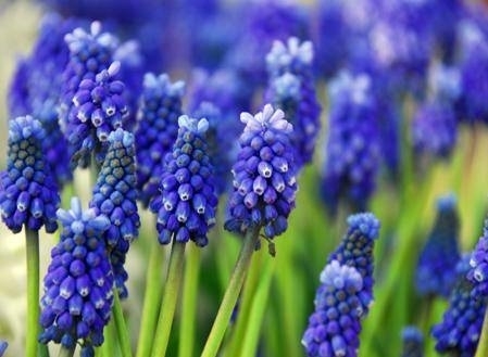 muscari - Fiori in giardino