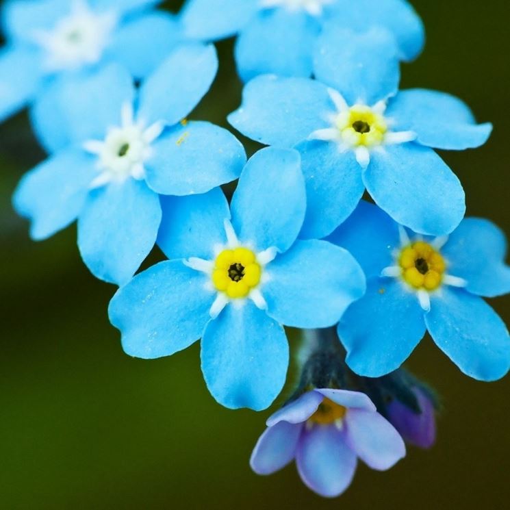 Non Ti Scordar Di Me Fiori In Giardino Coltivare Non Ti