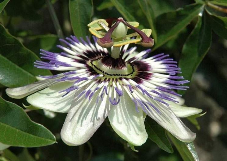 Come far crescere una passiflora