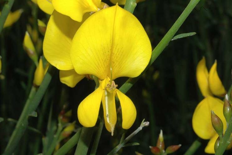 Fiori di ginestra