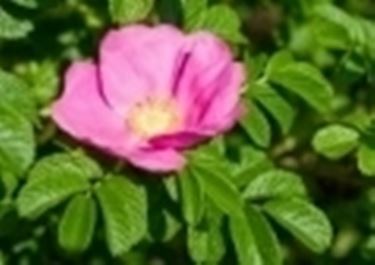 rosa canina