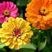 Zinnia