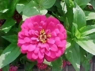 zinnia