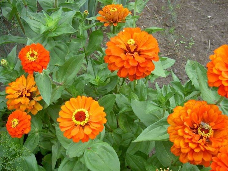 malattie zinnia